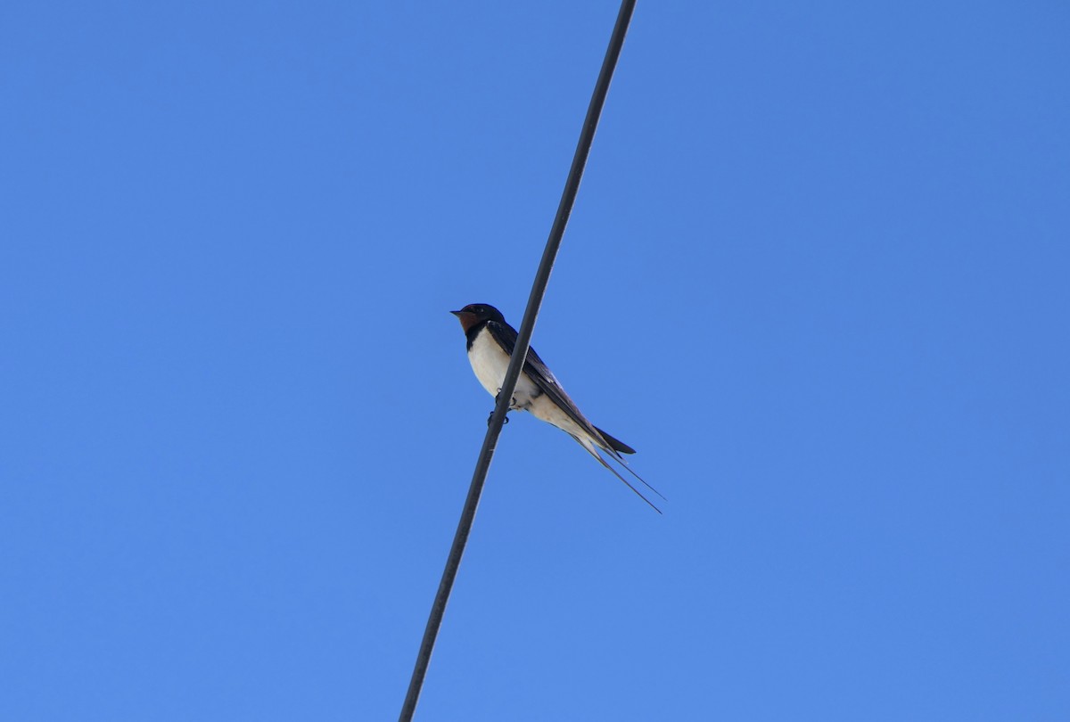 Barn Swallow - Mick Mellor