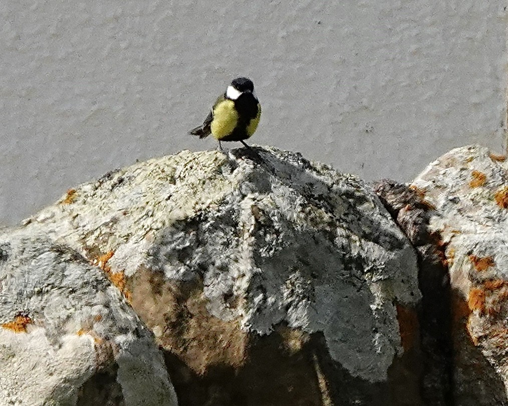 Great Tit - Wally Taylor