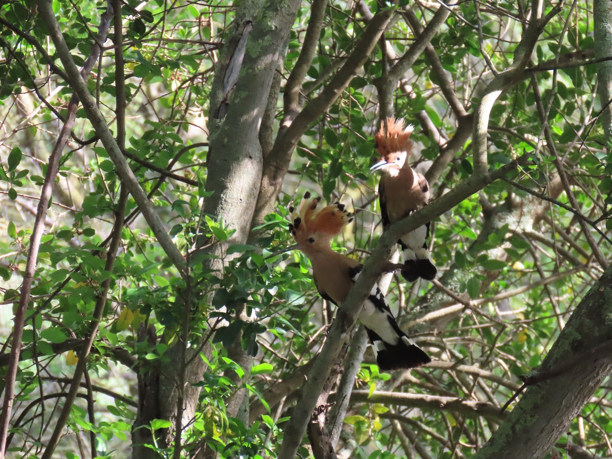 Eurasian Hoopoe - ML618548415