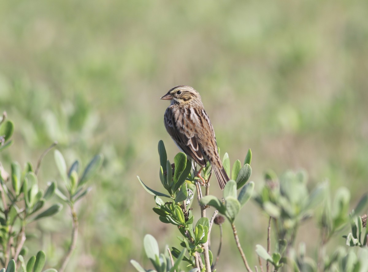 Savannah Sparrow - Jamie Adams