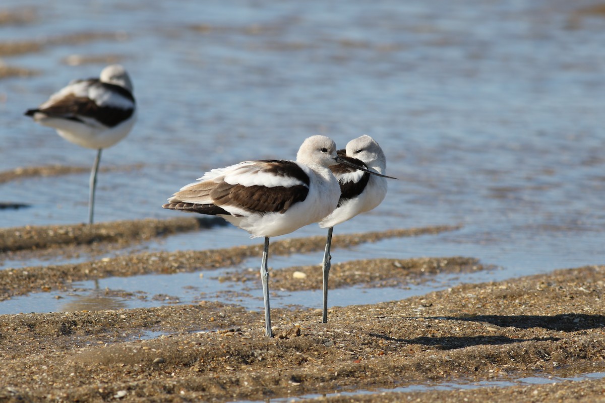 Avoceta Americana - ML618548426