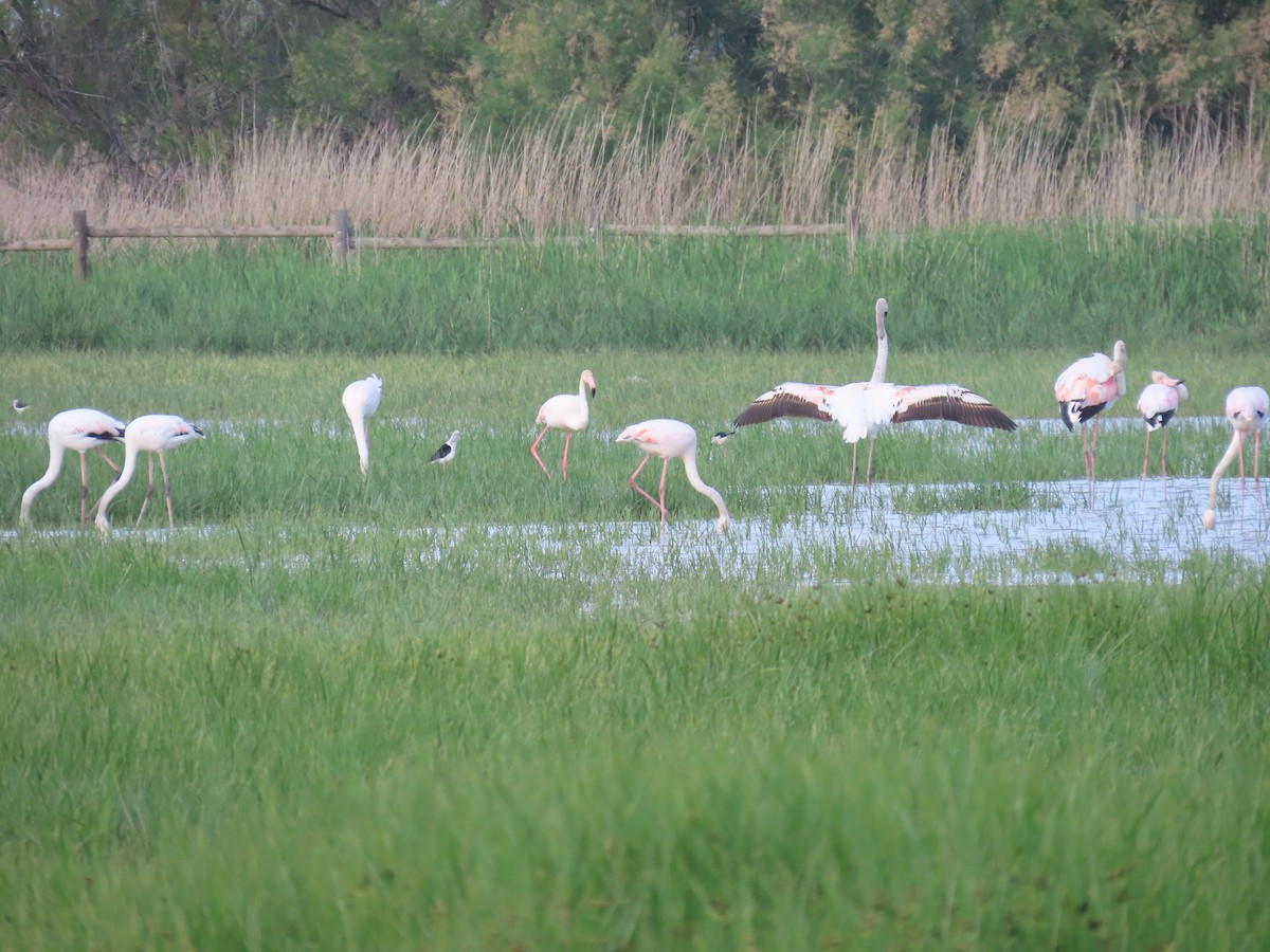 Greater Flamingo - ML618548450