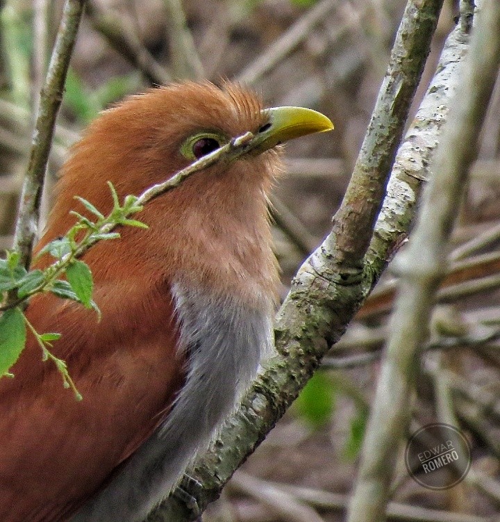 Squirrel Cuckoo - EDWAR ROMERO