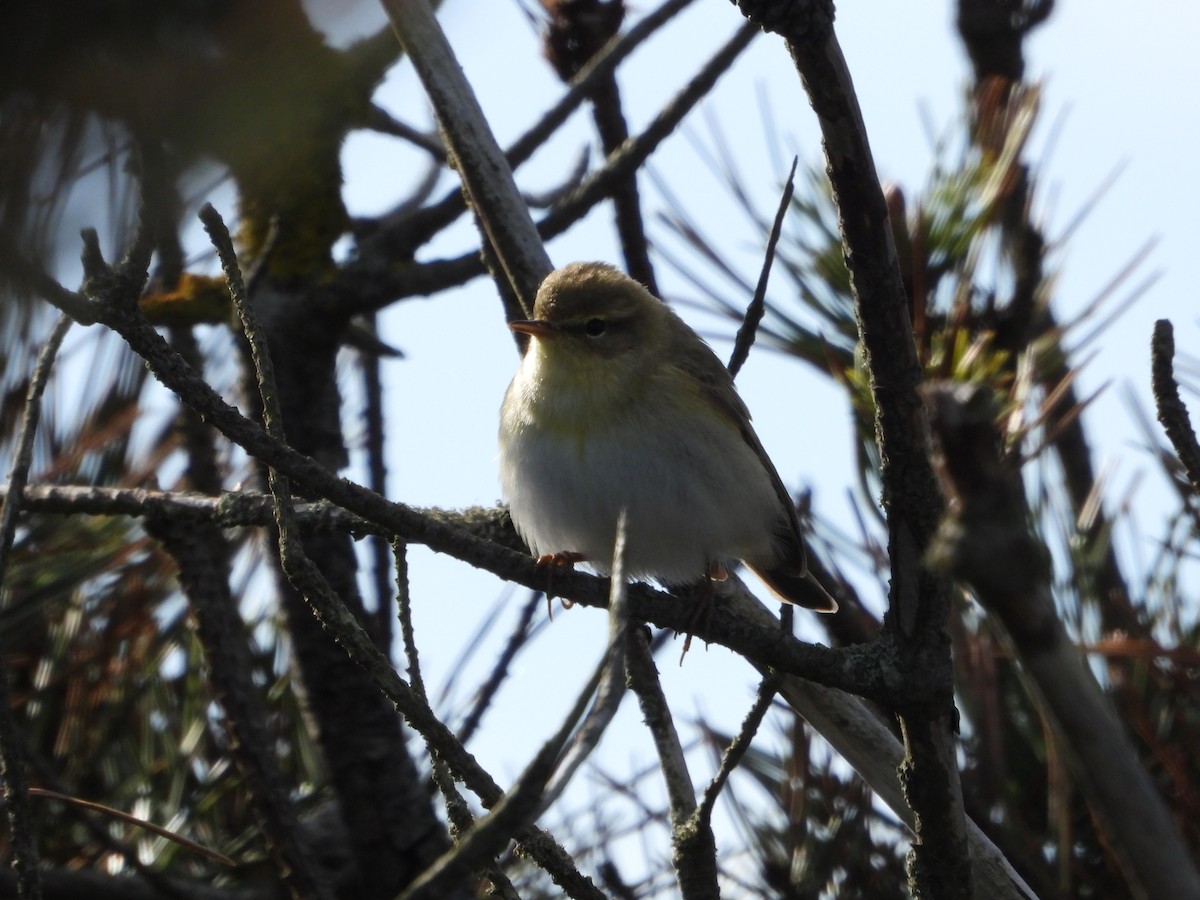 Willow Warbler - ML618548477