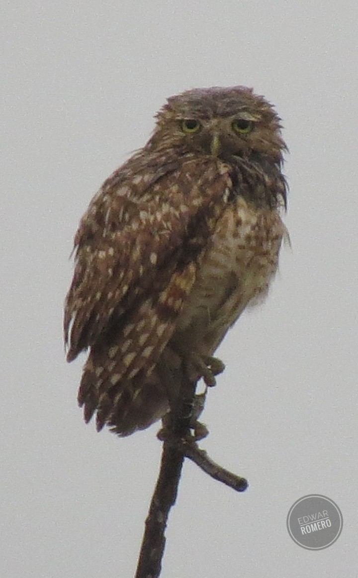 Burrowing Owl - EDWAR ROMERO