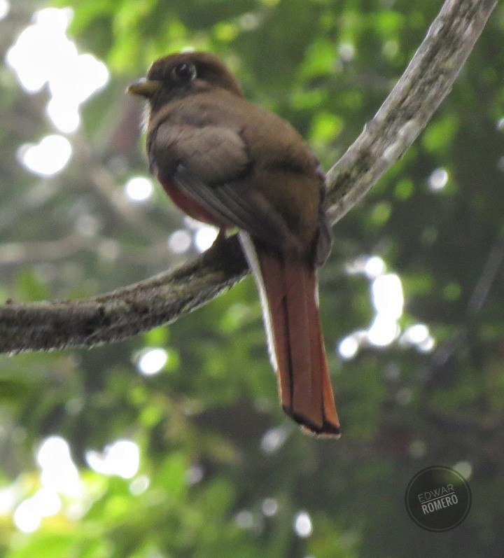 Collared Trogon - EDWAR ROMERO