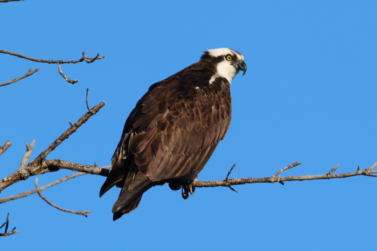 Águila Pescadora - ML618548496