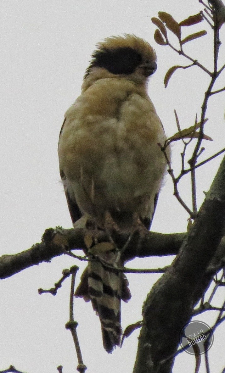 Laughing Falcon - EDWAR ROMERO