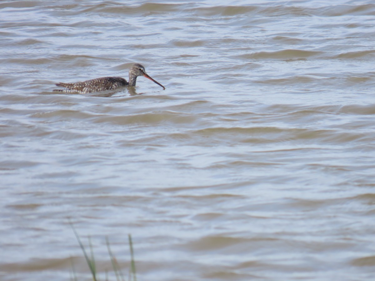 Wood Sandpiper - Adrienne Inglis