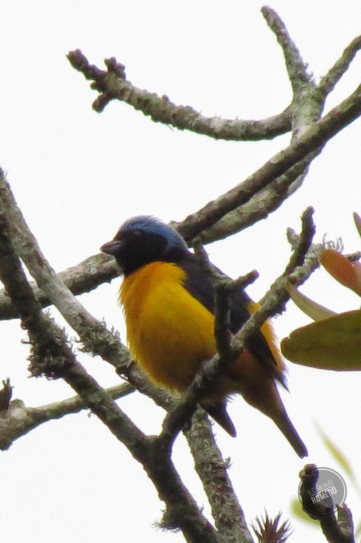 Golden-rumped Euphonia - EDWAR ROMERO