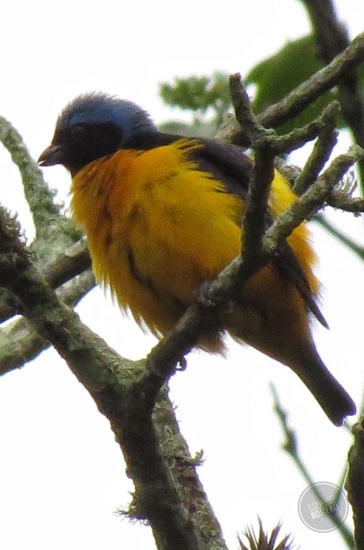 Golden-rumped Euphonia - EDWAR ROMERO