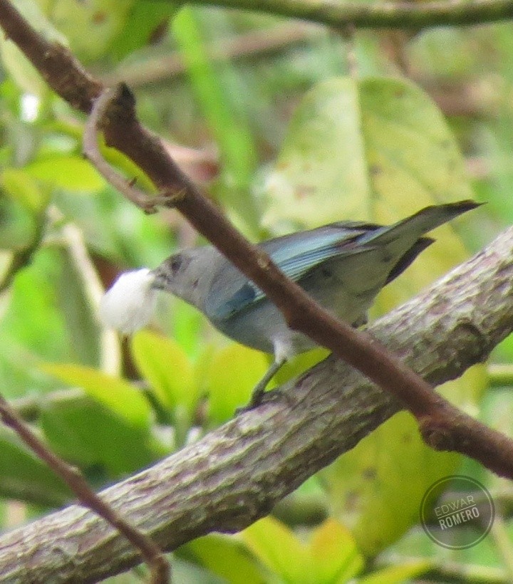 Glaucous Tanager - EDWAR ROMERO