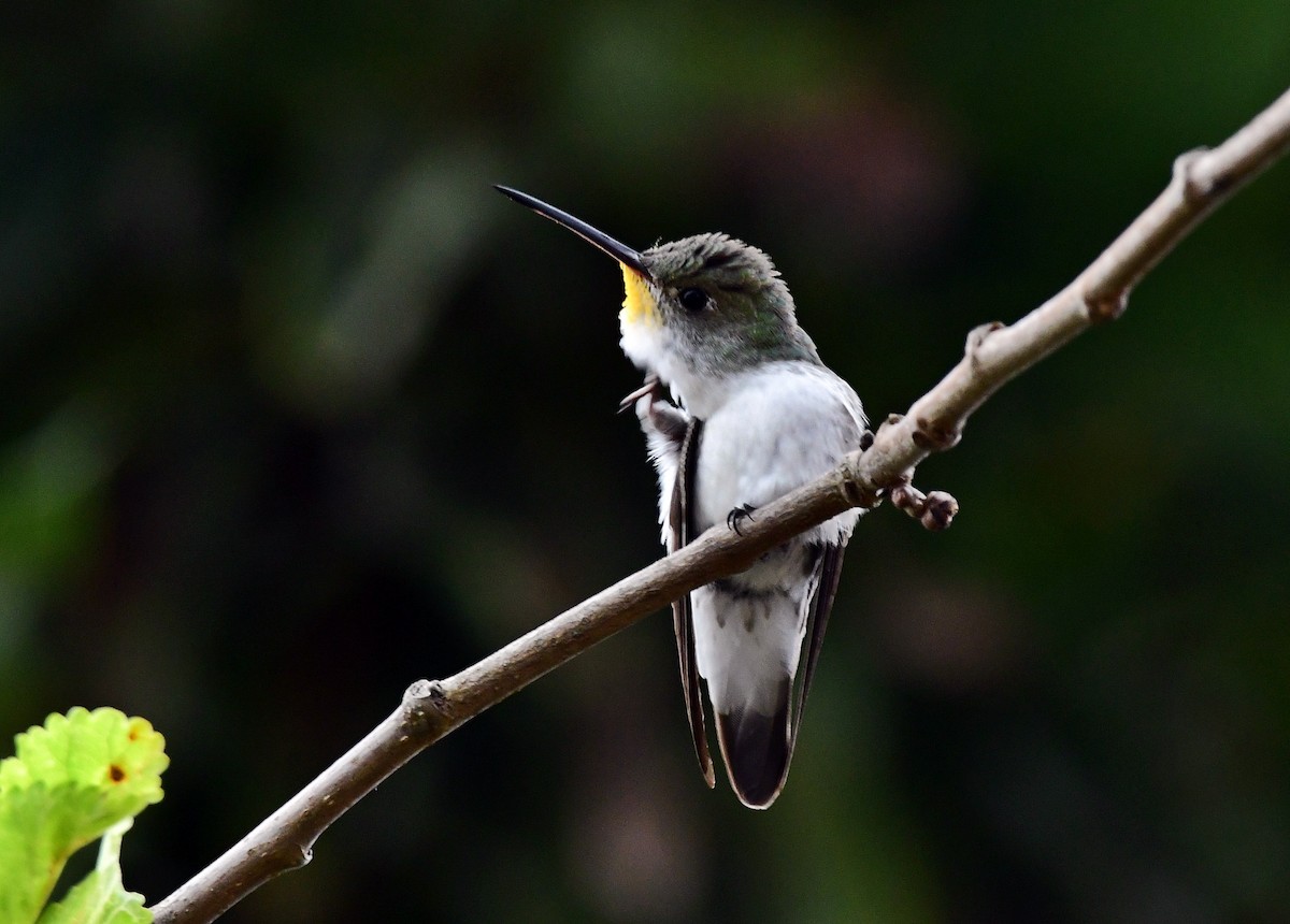 kolibřík bělobřichý - ML618548566