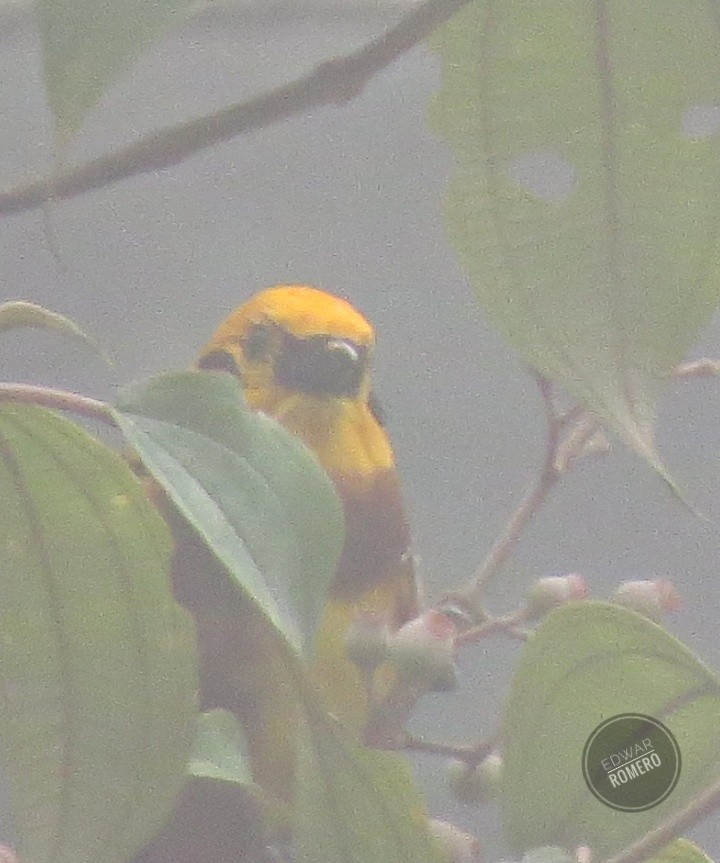 Golden Tanager - EDWAR ROMERO