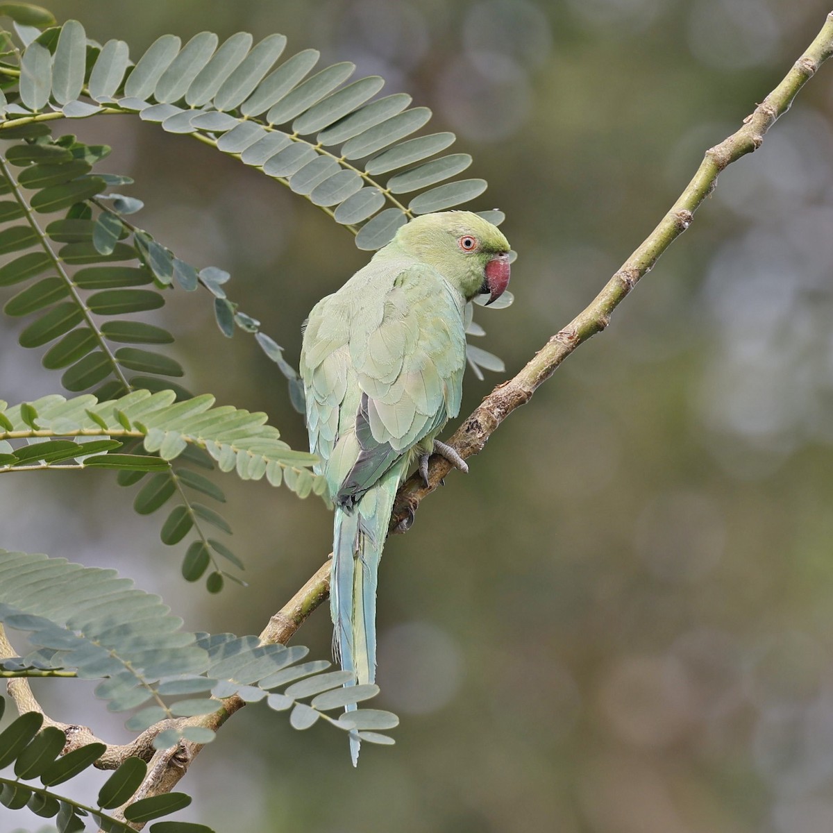 Rose-ringed Parakeet - Steve Mannix