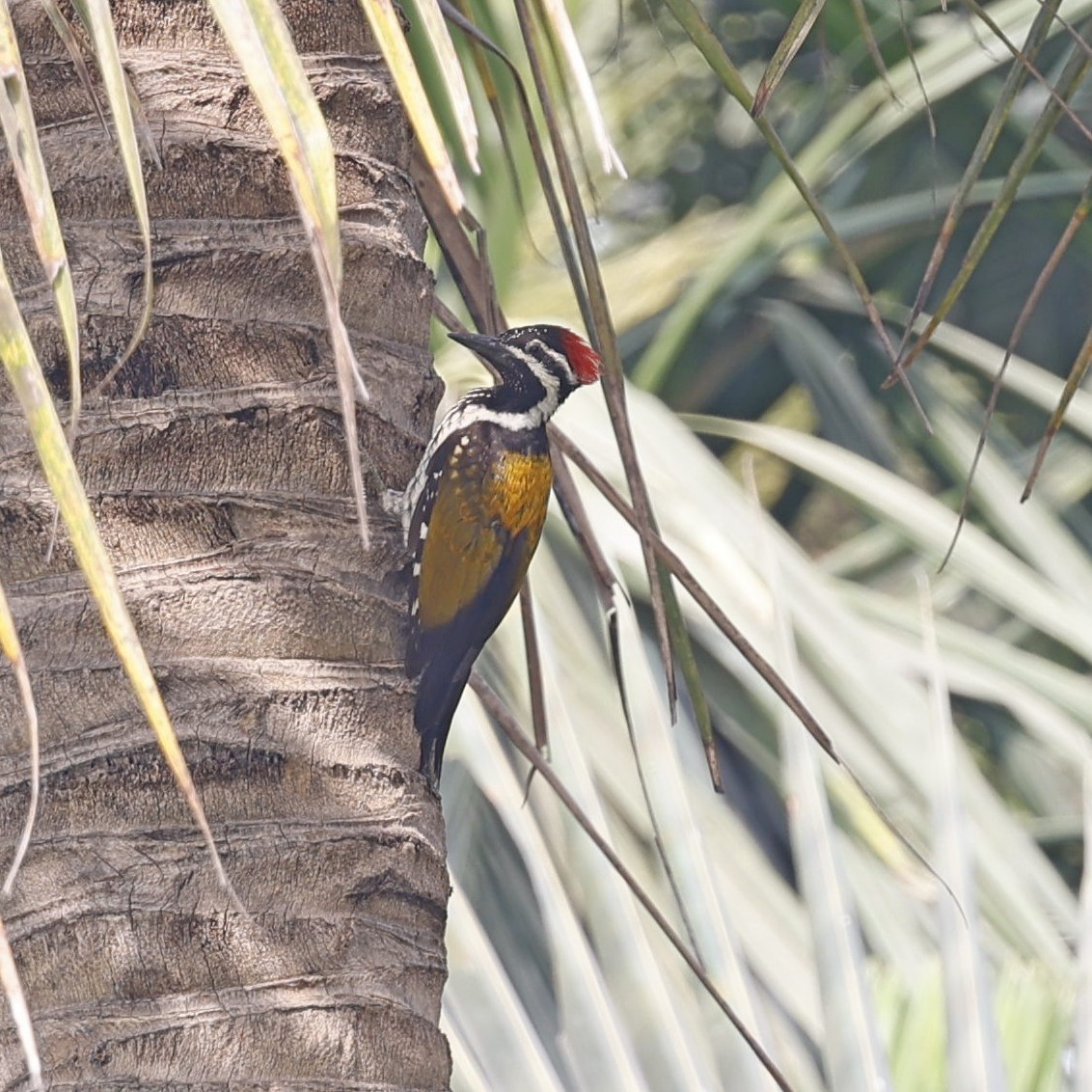 Black-rumped Flameback - Steve Mannix