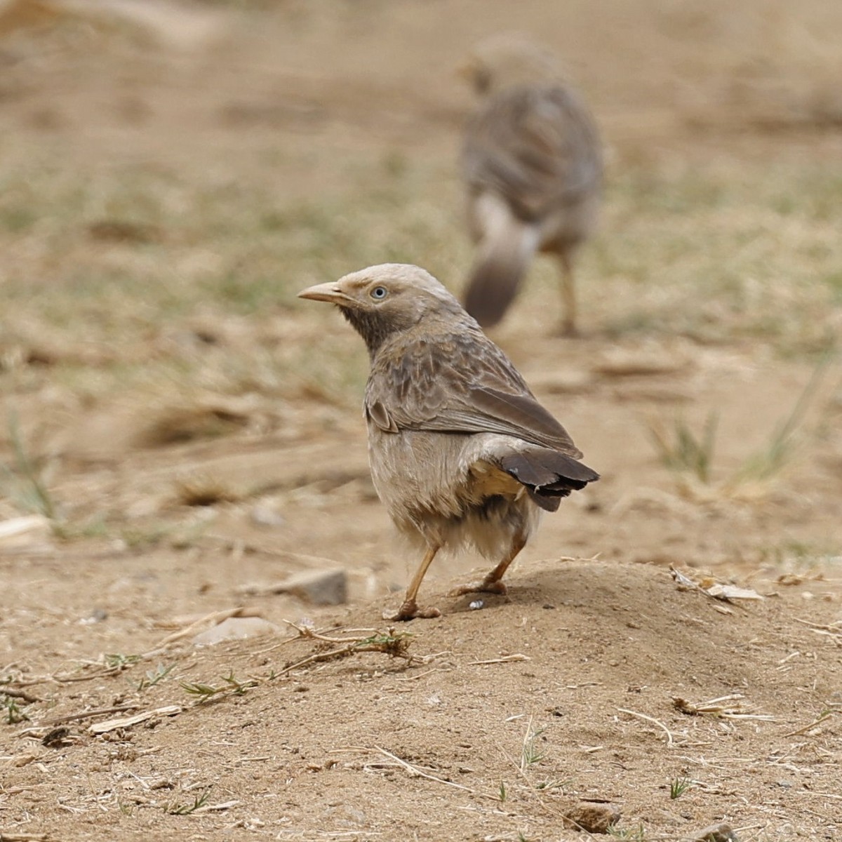 Yellow-billed Babbler - ML618548607