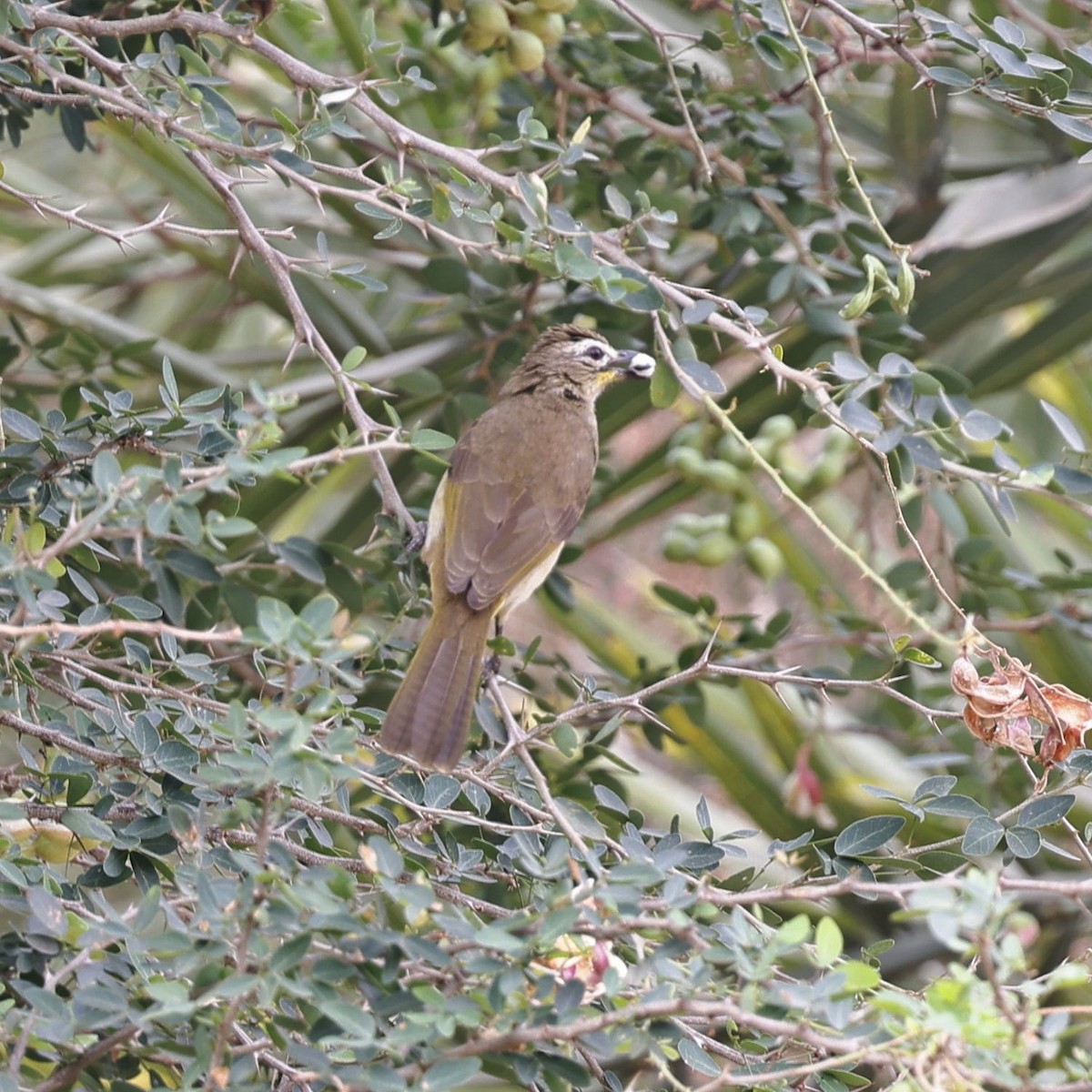 Bulbul à sourcils blancs - ML618548611