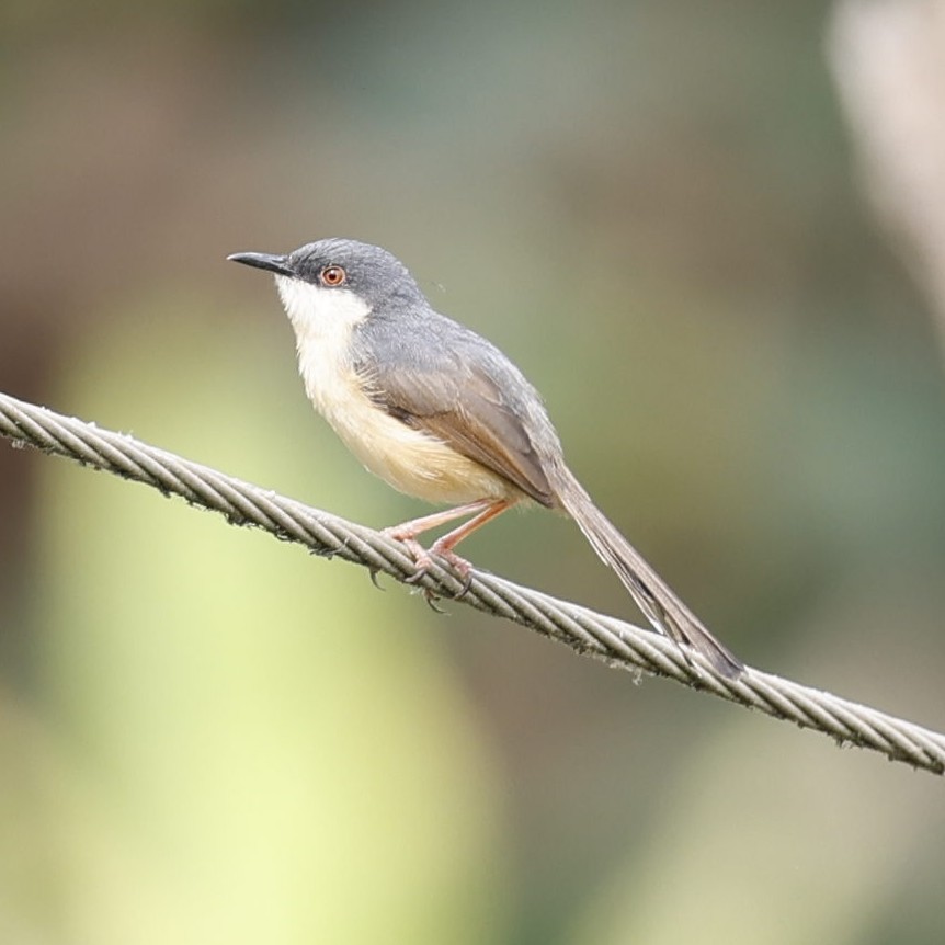 Ashy Prinia - ML618548613