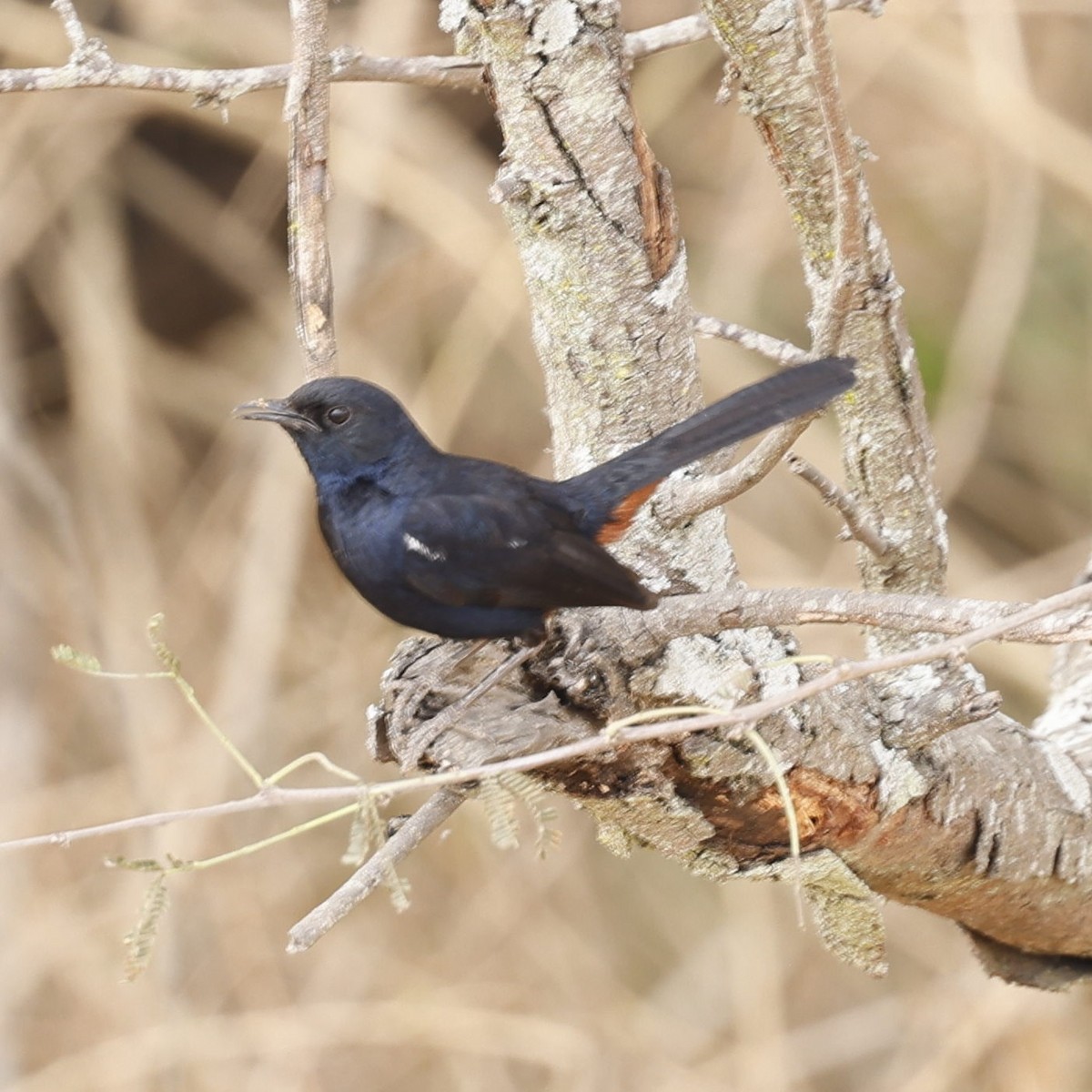 Indian Robin - Steve Mannix