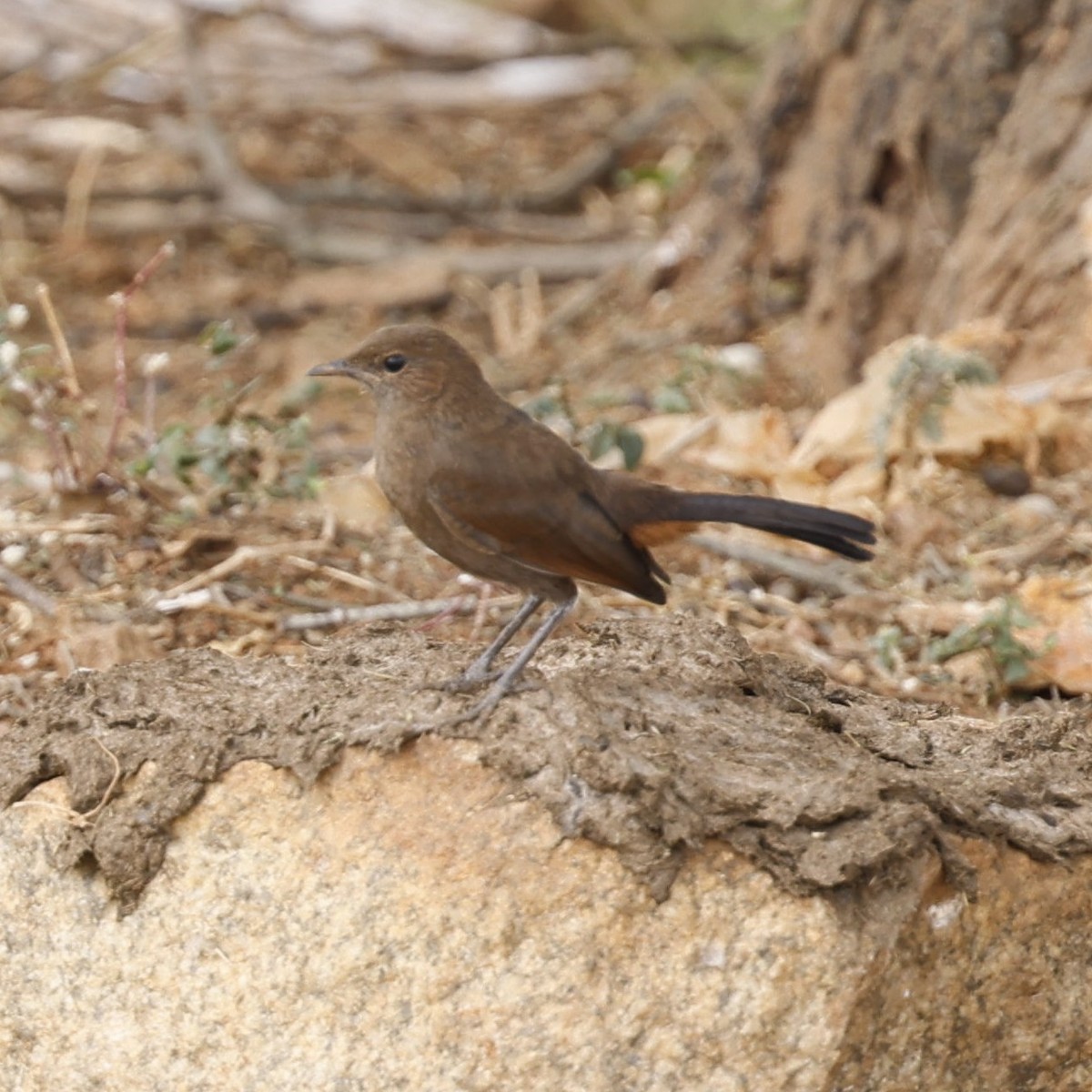 Indian Robin - ML618548648