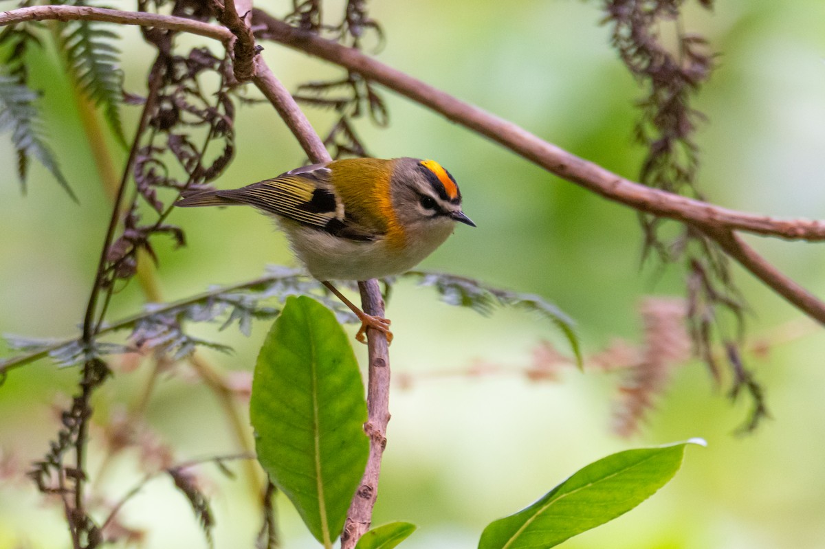 Madeira Firecrest - ML618548652