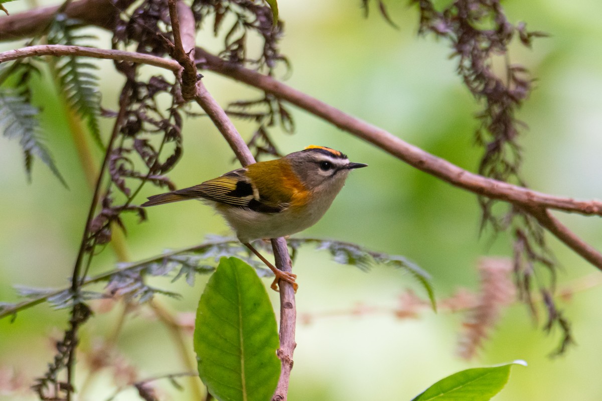 Madeira Firecrest - ML618548653