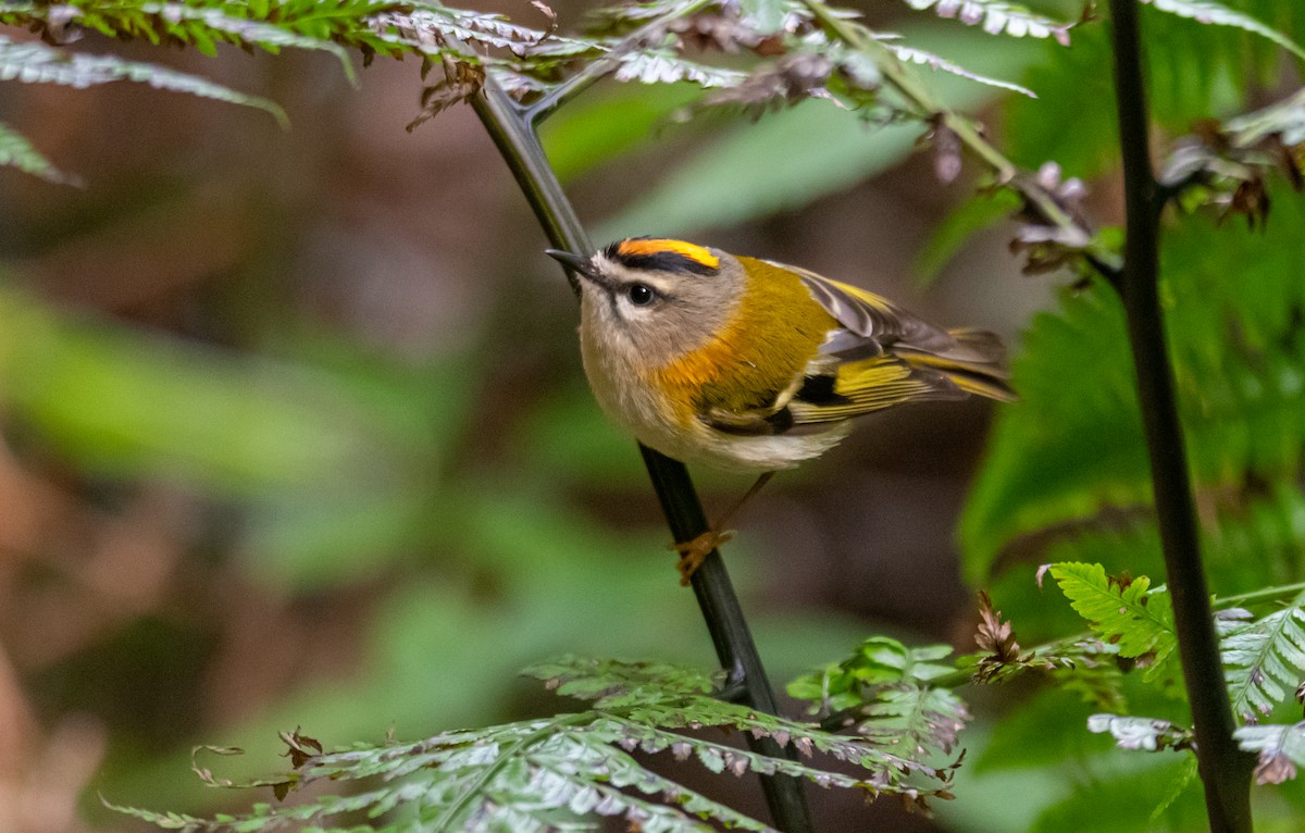 Madeira Firecrest - ML618548658