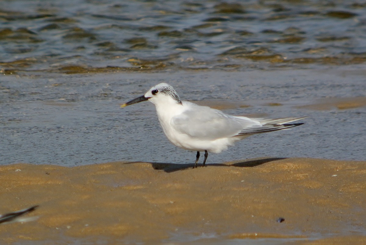 Sandwich Tern - ML618548666