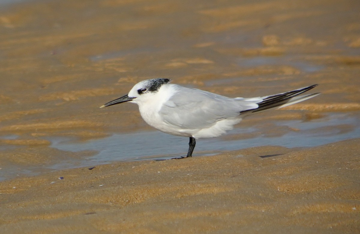 Sandwich Tern - ML618548667