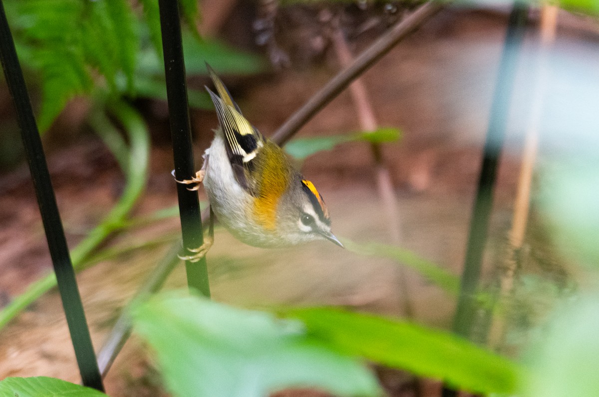 Madeira Firecrest - ML618548669