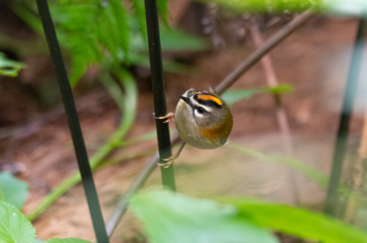 Madeira Firecrest - Tomasz Gustyn