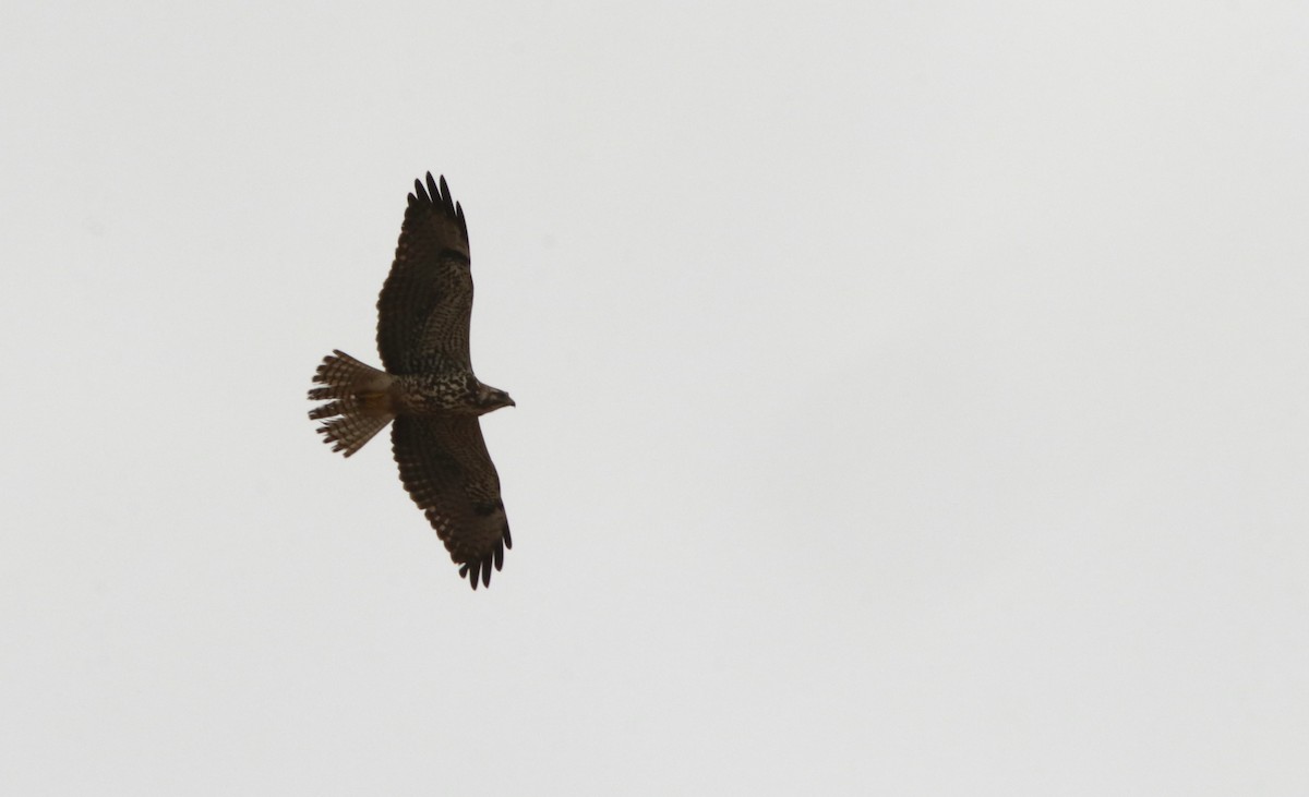 Swainson's Hawk - Scotty Lofland