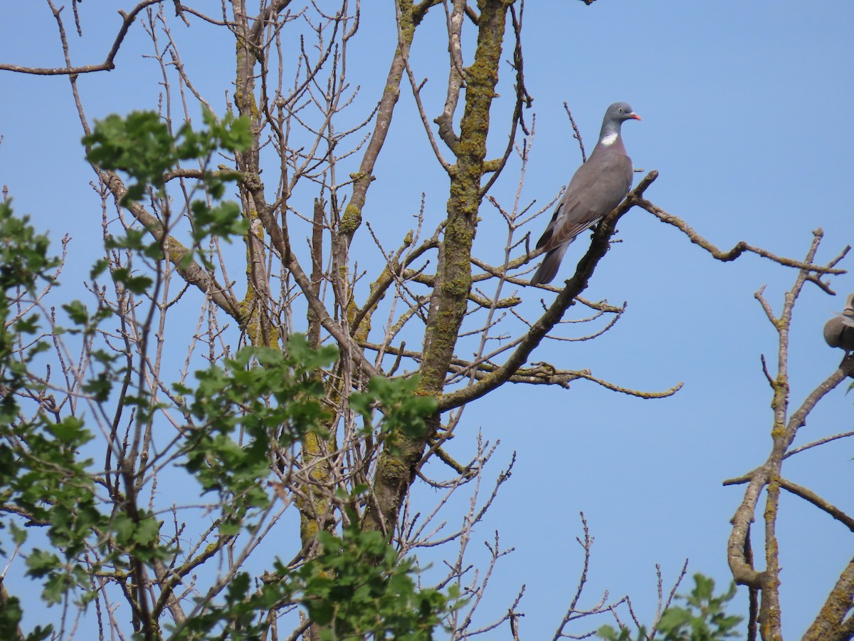 Common Wood-Pigeon - ML618548728