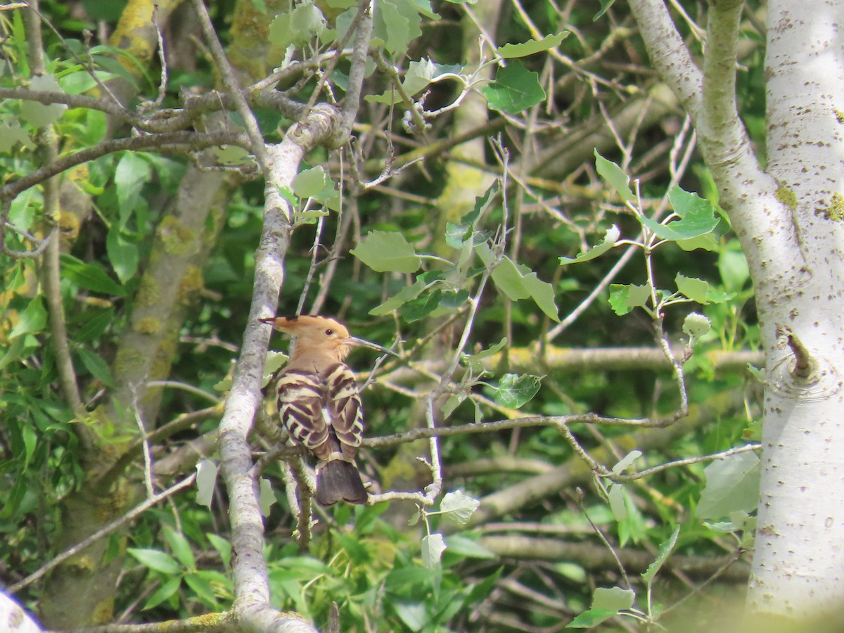 Eurasian Hoopoe - ML618548742