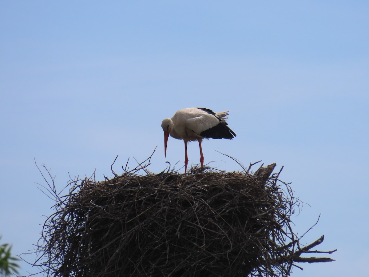 White Stork - ML618548765