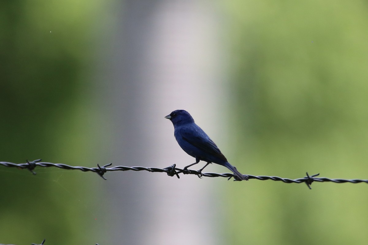 Indigo Bunting - Emma Herald and Haley Boone