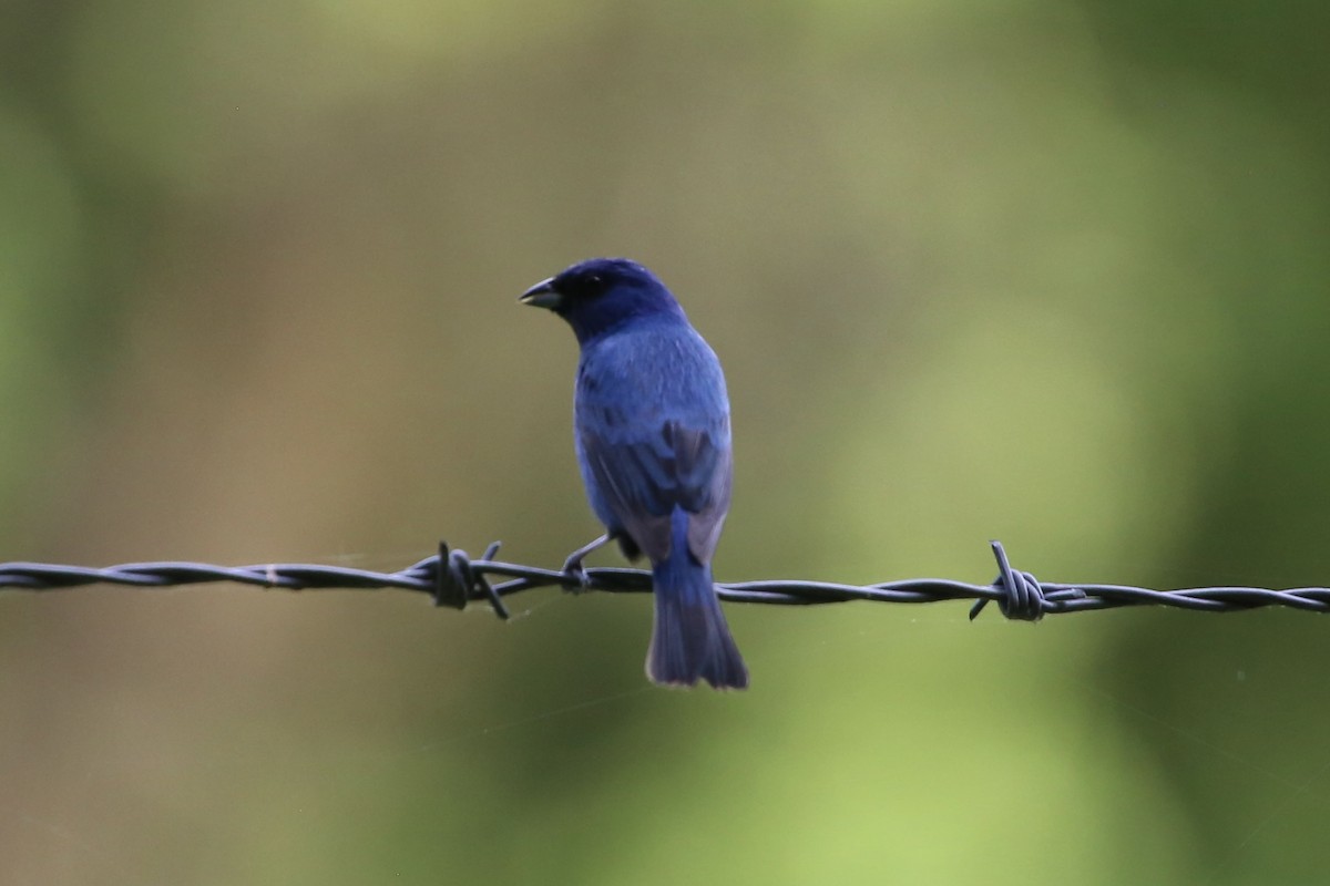 Passerin indigo - ML618548788