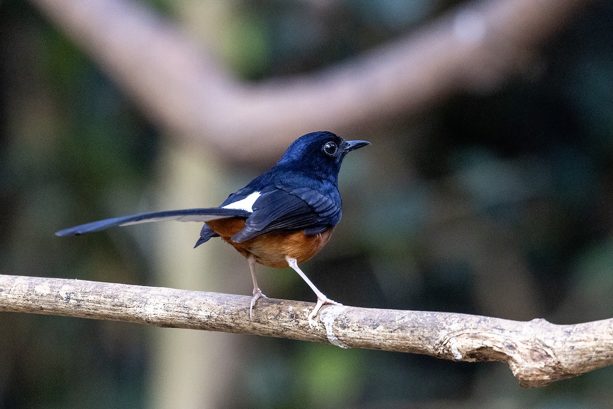 White-rumped Shama (White-rumped) - Niall D Perrins