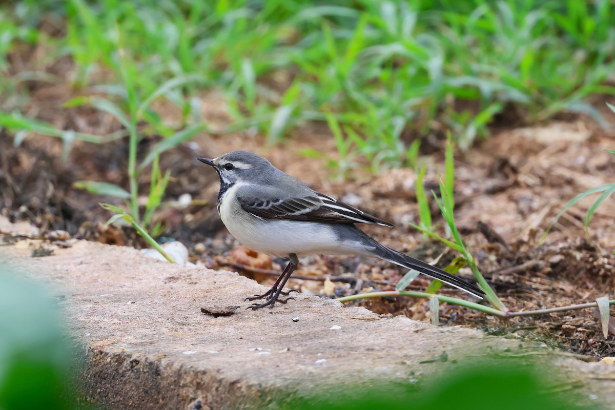 wagtail sp. - ML618548838
