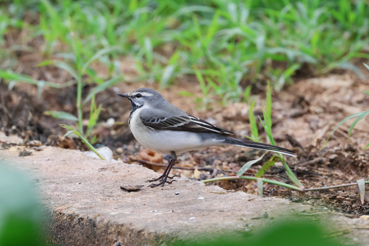 wagtail sp. - ML618548839