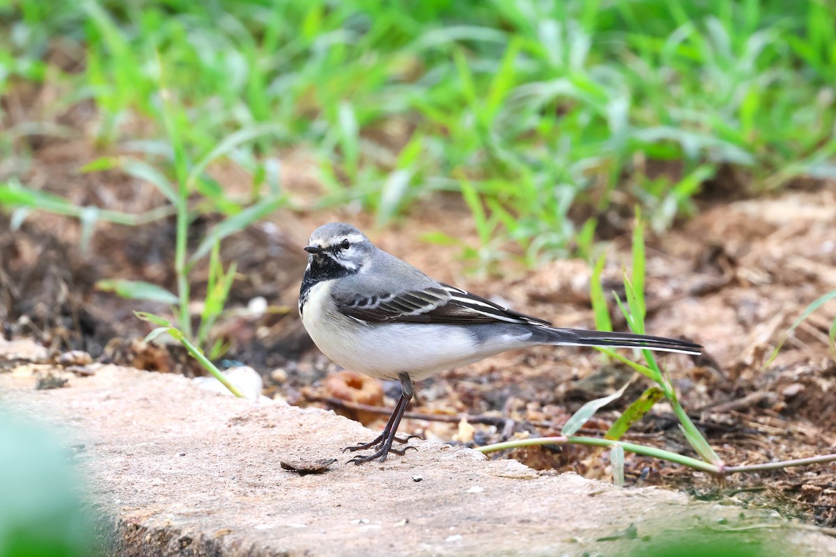 wagtail sp. - ML618548840