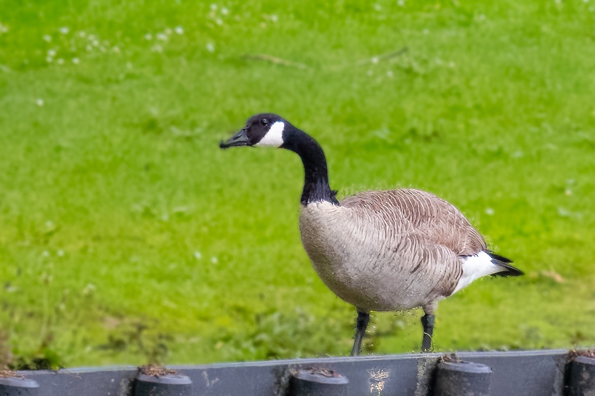 Canada Goose - Michael Janssen