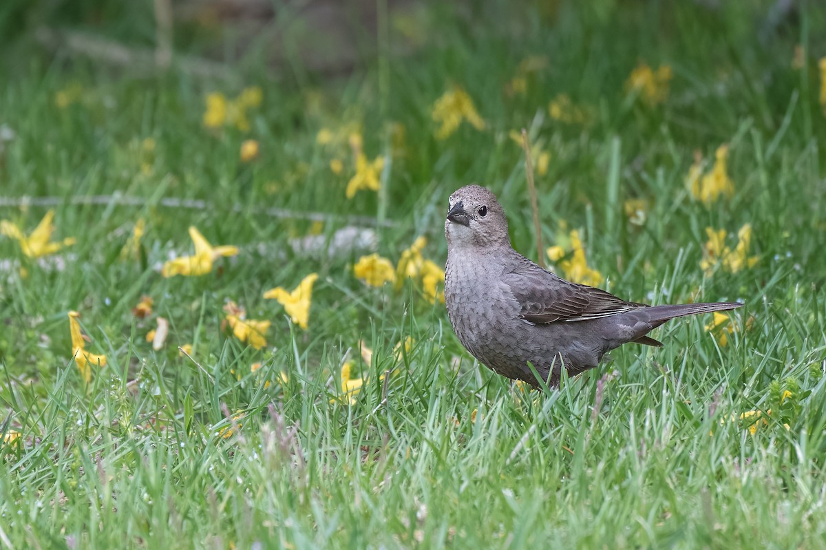 Brown-headed Cowbird - ML618548850