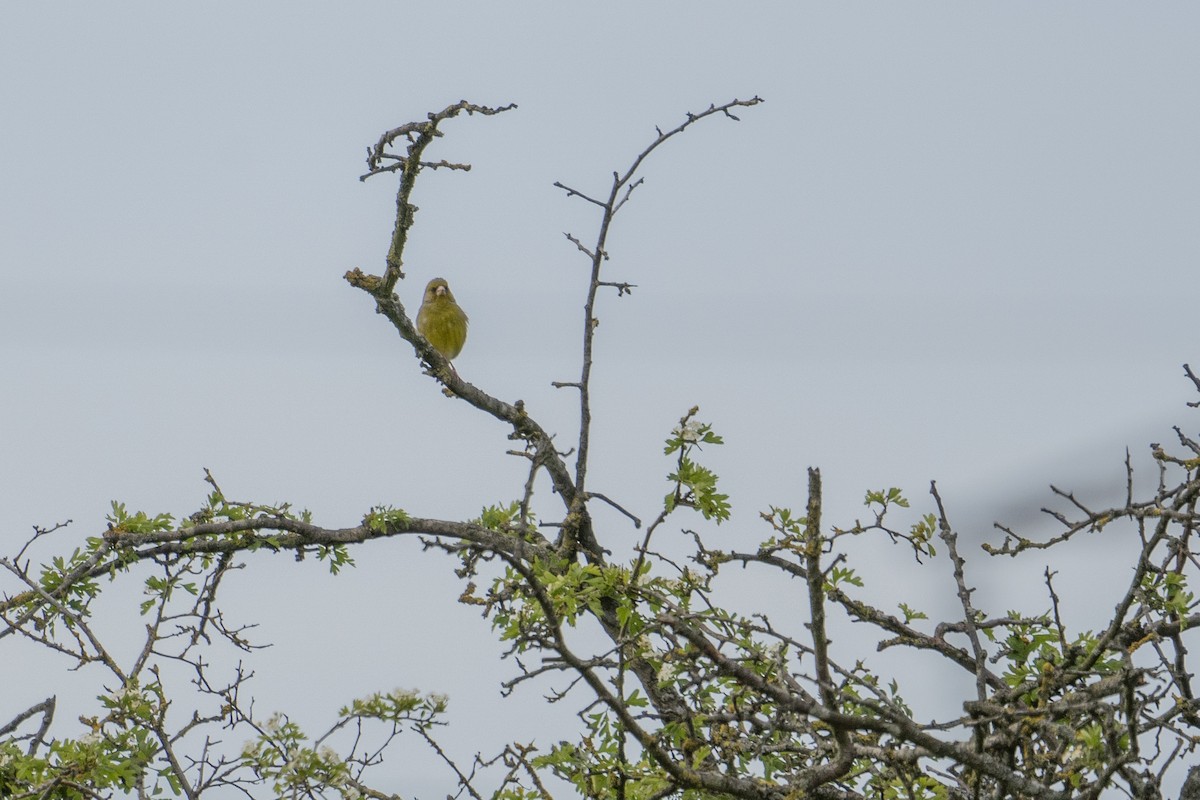 European Greenfinch - ML618548865