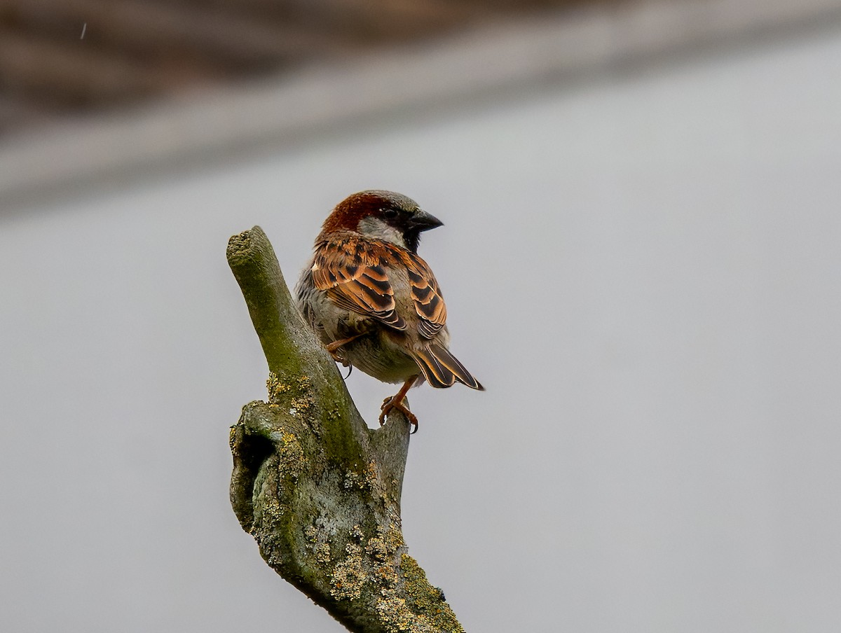 House Sparrow - Michael Janssen