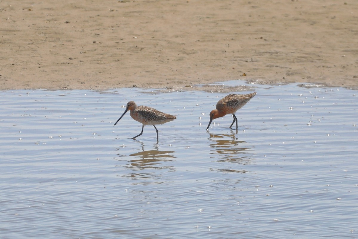 Asian Dowitcher - Starlit Chen