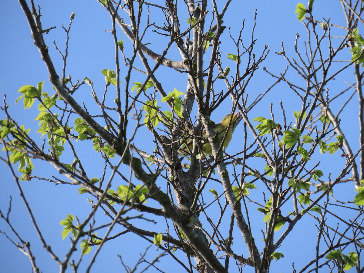 Melodious Warbler - Adrienne Inglis