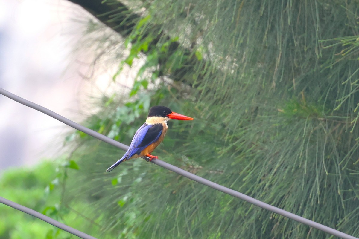 Black-capped Kingfisher - 志民 蘇