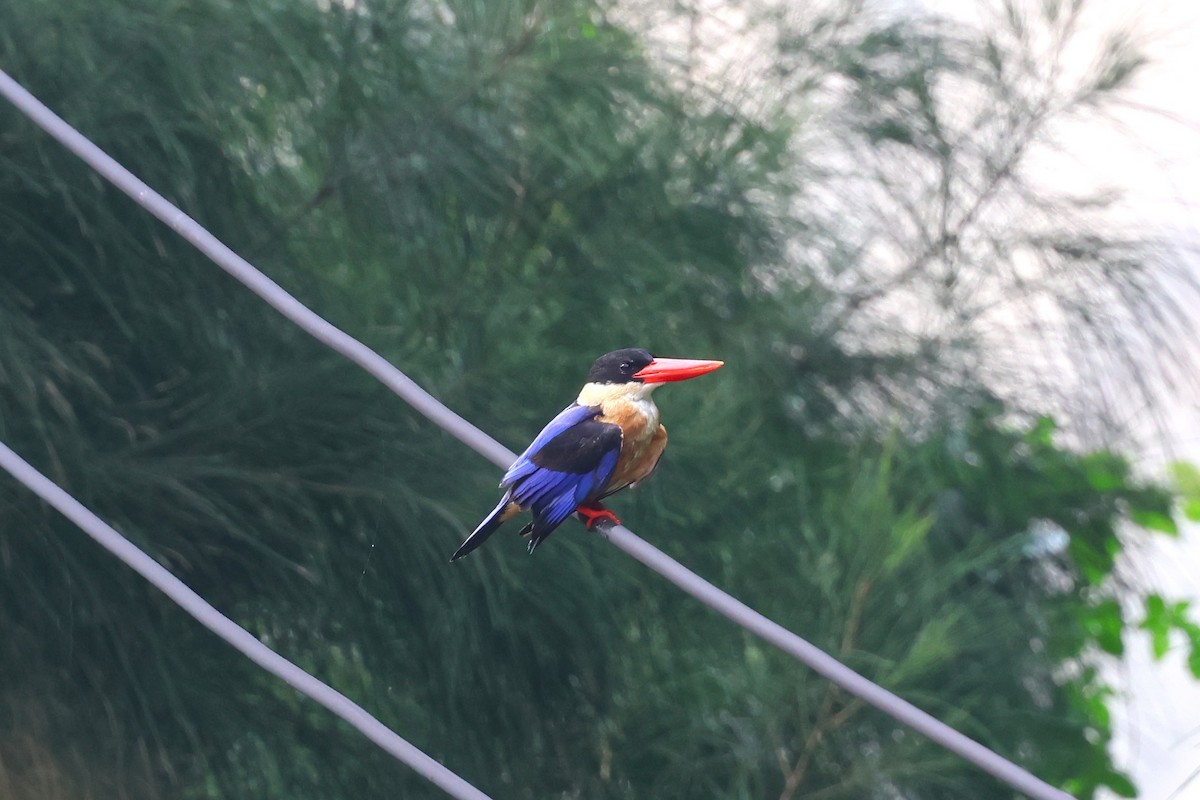 Black-capped Kingfisher - 志民 蘇